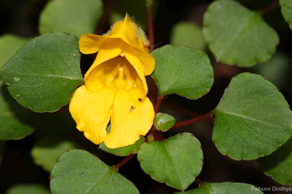 Impatiens repens Moon ex Wight